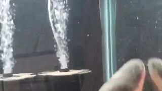Why You Should Never Touch an Electric Eel