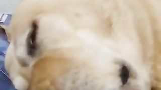 Dogs with strange sleeping patterns