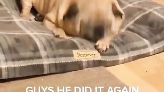 funny animals 47
