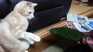 Cat fighting with vegetables