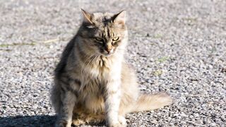 this cutest cat sit in a road