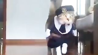Cat Fashion Show