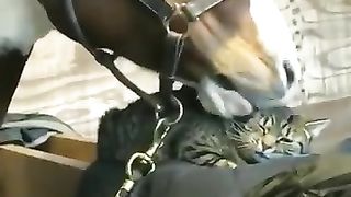 Cat's favorite horse.