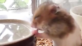 Hamster drinking water slowly
