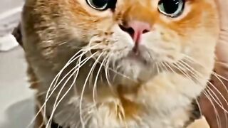 Jedag-jedug cute cats #short #viralfebspot