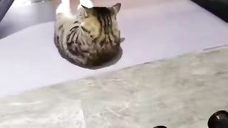 Funny Cat video /Gym ????????