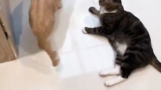 Funny Cat ???????? 2