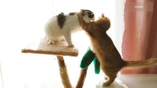 Kucing lucu 10