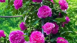Great flowwer