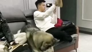 Funny Paw | Funny Animals | Funny Cats and Dogs 2023