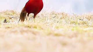 Beautiful birds 7
