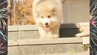 cute dog 11