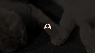 Cats videos❤️