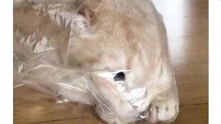 have fun with kitten
