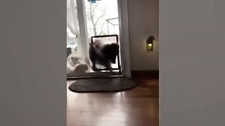 Funny Animal Videos 2023 ???? - Funniest Dogs and Cats Videos ???? 15