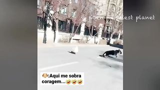 Funny Dogs And Cats Videos 2023 ???? - Best Funniest Animal Videos Of The Month ???????? #1