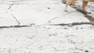 Komedi kucing 3