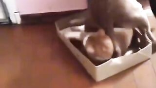 Cat war ????