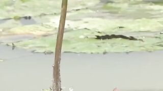 Katak dan Capung
