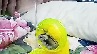 Hamster excessively