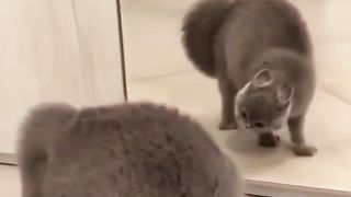 Funny Cat ???? 3
