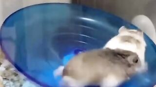 Funny animal 21