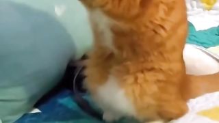 So Funny Cat