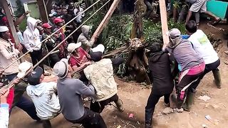 Astaga Sapi Qurban masuk Sumur