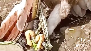 Eagle eat snake ????????????????