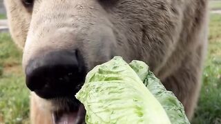 Top Favorite Animals #coolanimals #animals #animalamazing