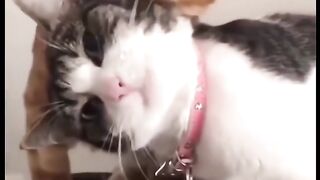 Lucu Banget Kumpulan Vidio Hewan Bertingkah Ngakak