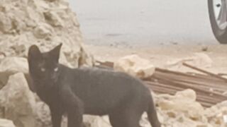 Pussycat 2