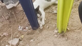 Cat relax 2