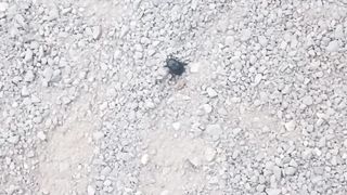 Beetle Crawl