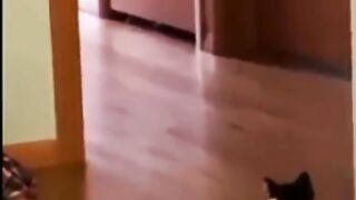 Komedi dubbing kucing