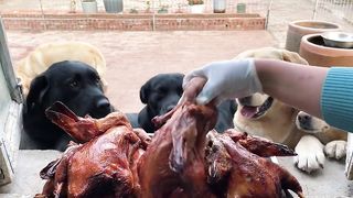 funny dog 8