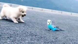Cute pappy & parrot video