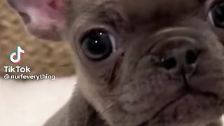 Adorable Nerve
