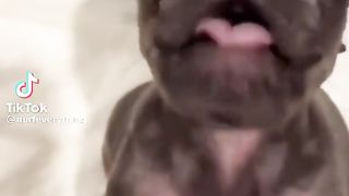 Dogs have personality