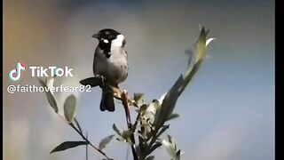 Amazing Nature 6
