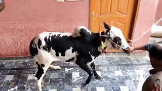 Angry Fateh Jang Bull Ki Qurbani !! Fateh Jang Bulls !! #Qurbani2023