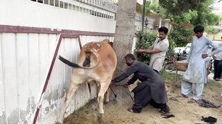 Qasai ka sar phaar diya -Dangerous Cow Qurbani