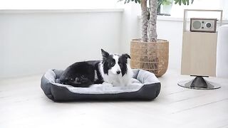 Dog Bed