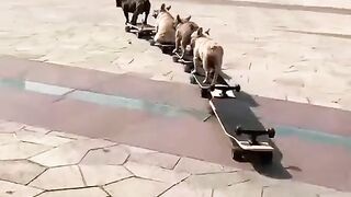 DOG'S TRAIN.