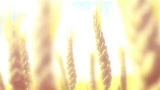 Vinland Saga - episode 1