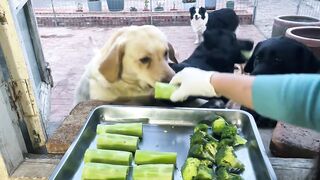 funny dogs 4