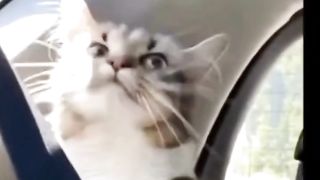 If you're happy and you know it say meow