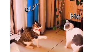 Funny video spot me bhai log 201