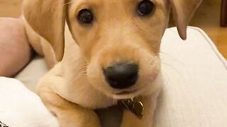 Dogs that want to answer
