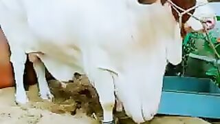 Qurbani ka janwar 3